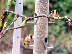 2016-01-09-chardonneret-élégant (10)